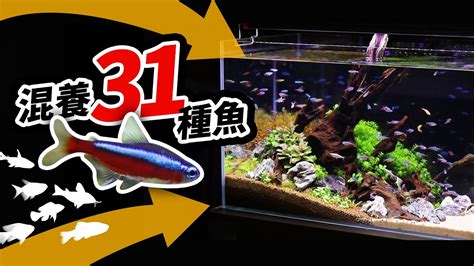 燈魚 混養|燈魚混養教學，31種可以和平共處的魚隻